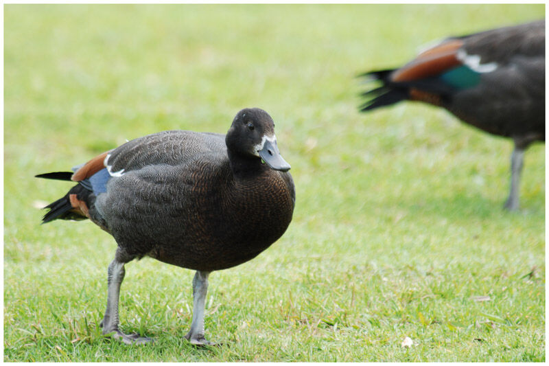 Paradise Shelduck male adult