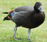 Paradise Shelduck