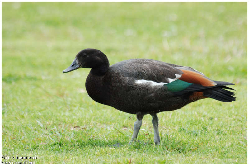 Paradise Shelduck male adult breeding, identification