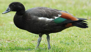 Paradise Shelduck