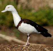 Radjah Shelduck