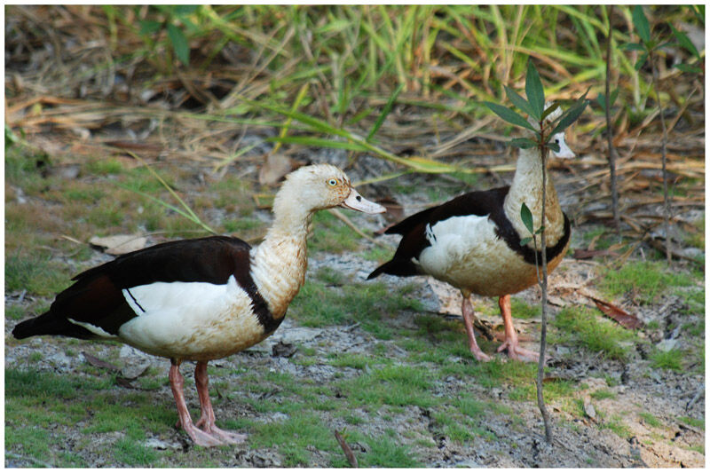 Radjah Shelduck adult