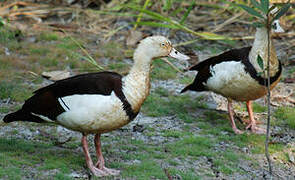 Radjah Shelduck