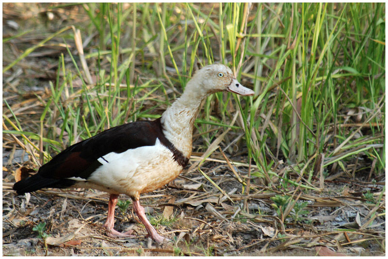 Tadorne radjahadulte