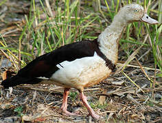 Radjah Shelduck