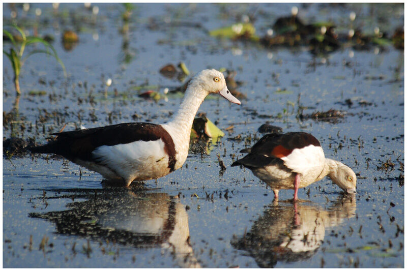 Raja Shelduck adult