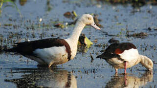 Radjah Shelduck