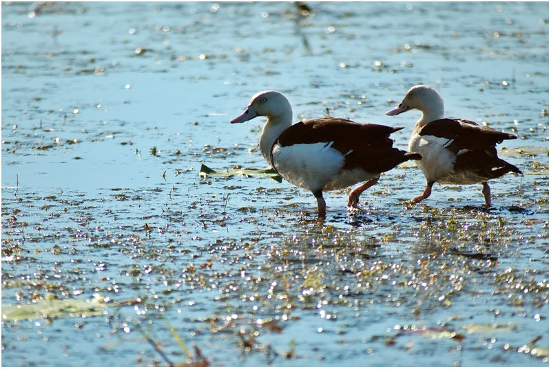 Radjah Shelduck adult