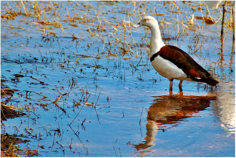 Radjah Shelduckadult