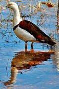 Radjah Shelduck