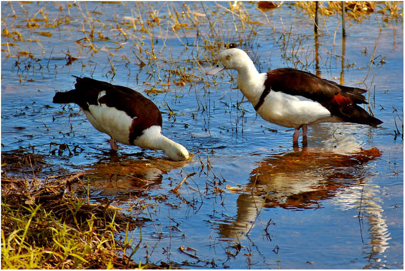 Raja Shelduck adult