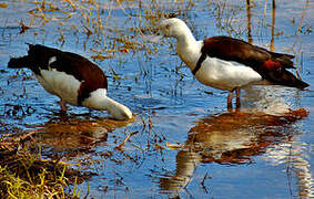 Radjah Shelduck