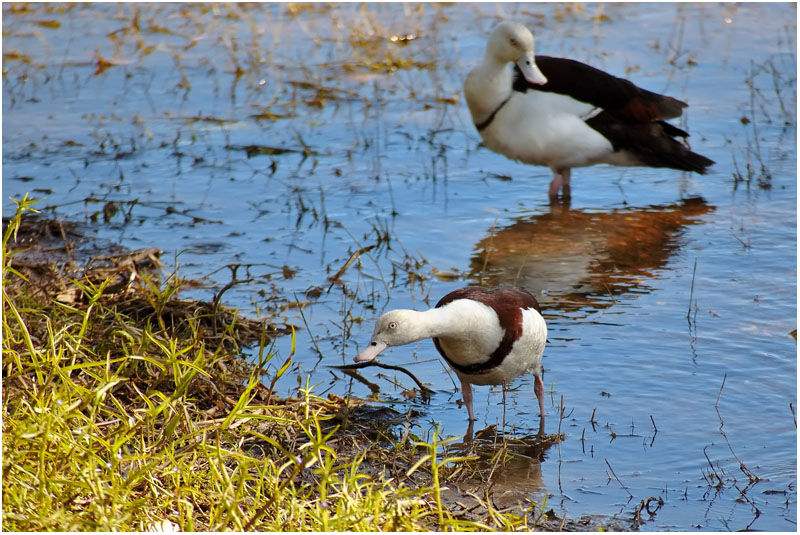 Radjah Shelduck 