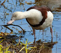 Radjah Shelduck