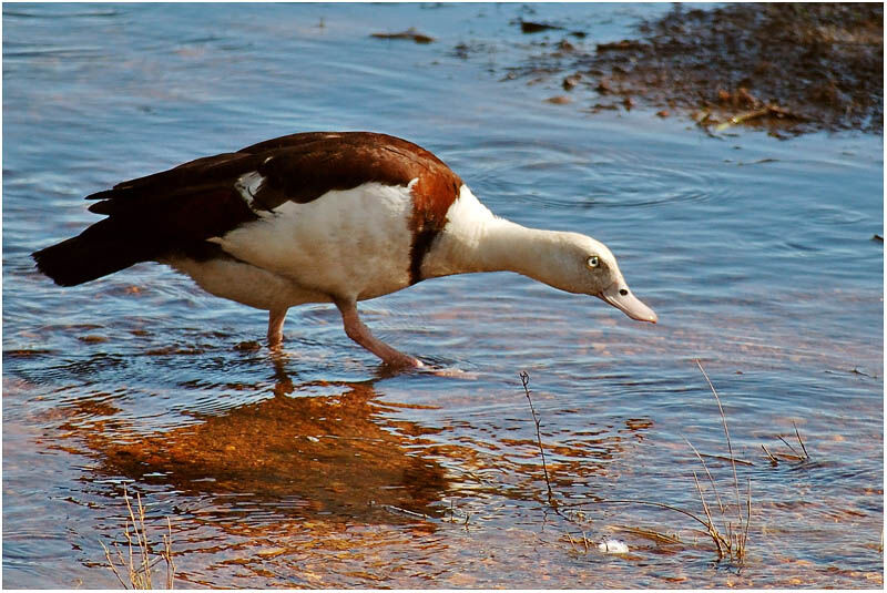 Raja Shelduckadult