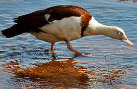 Radjah Shelduck