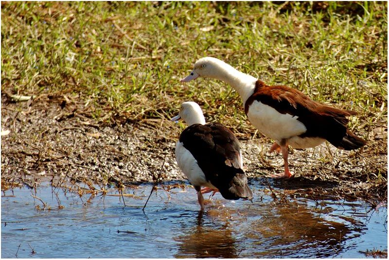 Raja Shelduck adult