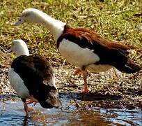 Radjah Shelduck