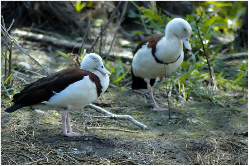 Raja Shelduck adult