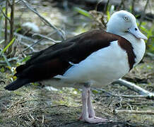 Radjah Shelduck