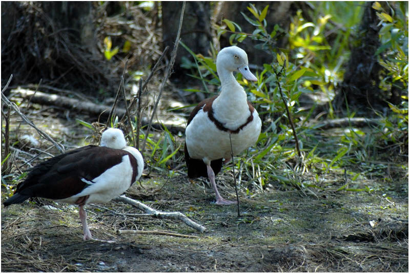 Radjah Shelduck adult