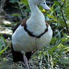 Tadorne radjah