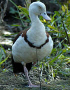 Raja Shelduck