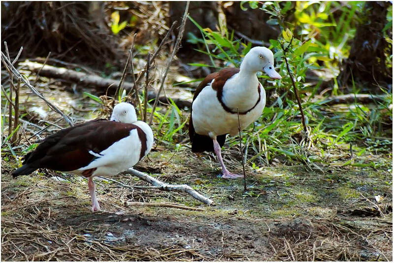 Radjah Shelduck adult