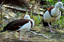 Radjah Shelduck