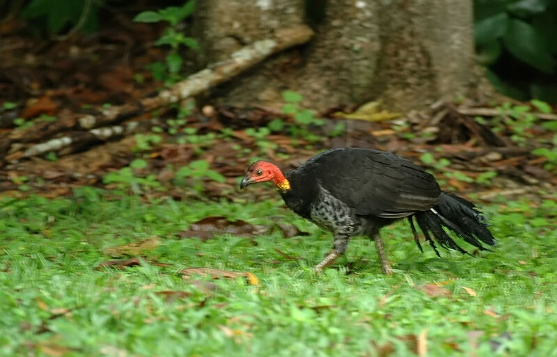 Australian Brushturkey