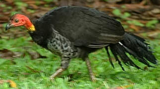 Australian Brushturkey