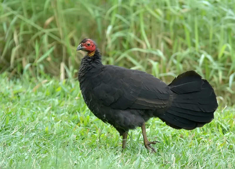 Australian Brushturkey