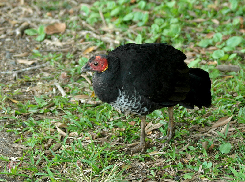 Australian Brushturkey