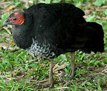 Australian Brushturkey