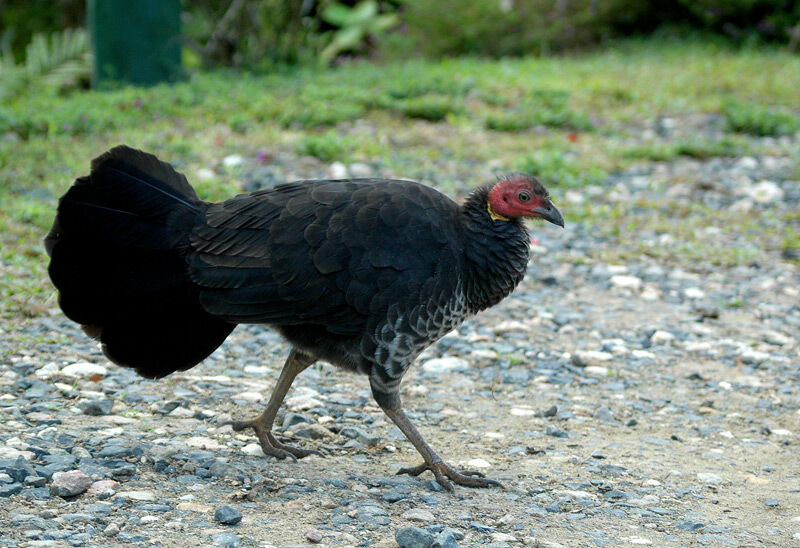 Australian Brushturkey