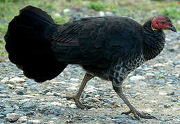 Australian Brushturkey