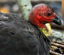 Australian Brushturkey