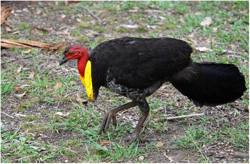 Australian Brushturkeyadult