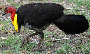 Australian Brushturkey