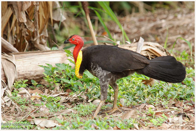 Australian Brushturkey male adult, identification