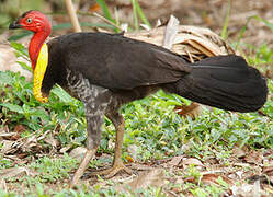 Australian Brushturkey