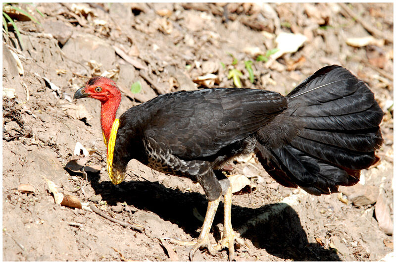 Australian Brushturkeyadult