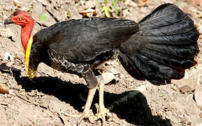 Australian Brushturkey