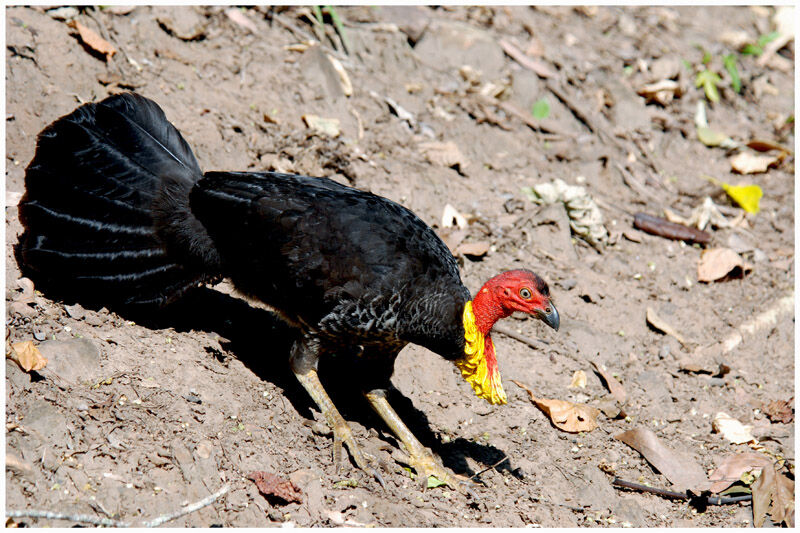 Australian Brushturkeyadult