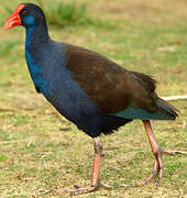 Australasian Swamphen