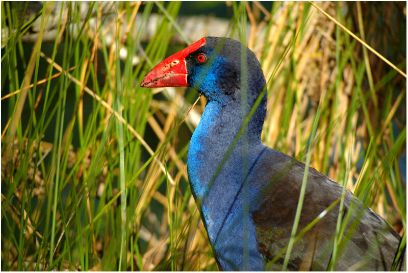 Australasian Swamphenadult