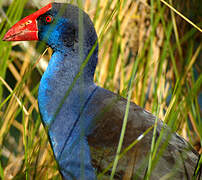 Australasian Swamphen