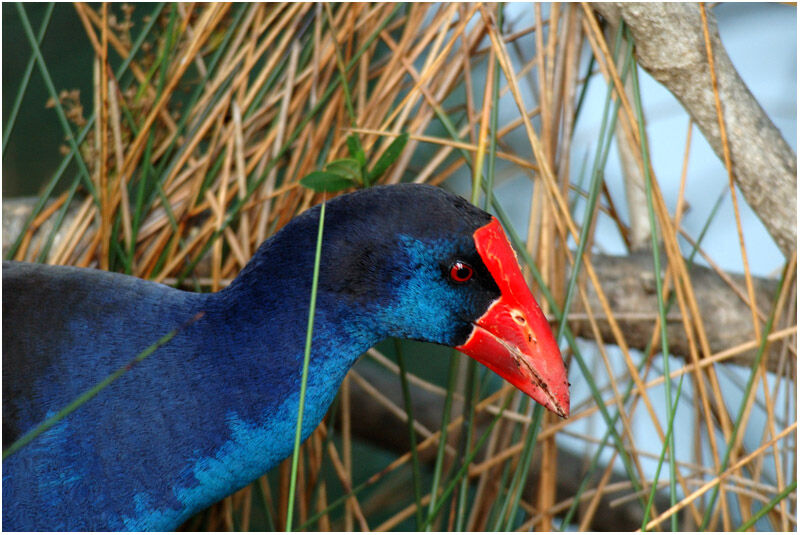 Australasian Swamphenadult