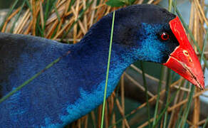 Australasian Swamphen