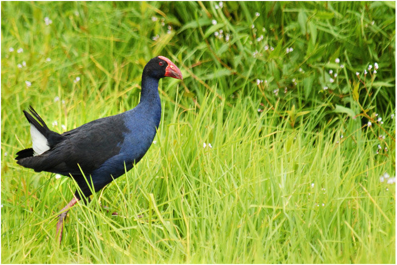 Australasian Swamphen